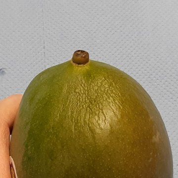 Mango disorders and diseases